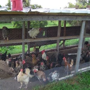 Meet your Posher, Holly